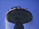 Institute of Physiology: Physiological Genomics (Magdalena Götz) Brunnen mit Tauben im August